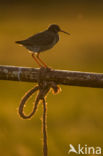 Common Redshank (Tringa totanus)