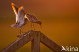 Common Redshank (Tringa totanus)