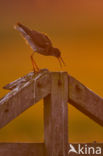 Common Redshank (Tringa totanus)