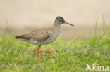 Common Redshank (Tringa totanus)