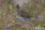 Sky Lark (Alauda arvensis)