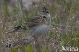 Sky Lark (Alauda arvensis)