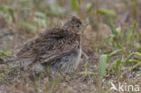 Sky Lark (Alauda arvensis)