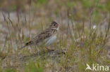 Sky Lark (Alauda arvensis)