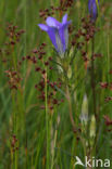 Veldrus (Juncus acutiflorus)