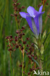 Veldrus (Juncus acutiflorus)