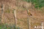 Short-eared Owl (Asio flammeus)