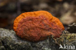Cinnabar Bracket (Pycnoporus cinnabarinus)