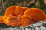 Cinnabar Bracket (Pycnoporus cinnabarinus)