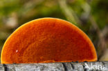 Cinnabar Bracket (Pycnoporus cinnabarinus)