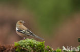 Vink (Fringilla coelebs)