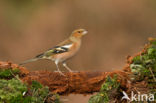 Vink (Fringilla coelebs)