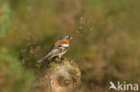 Vink (Fringilla coelebs)