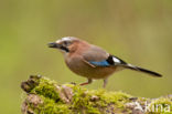 Vlaamse Gaai (Garrulus glandarius)