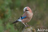 Eurasian Jay (Garrulus glandarius)