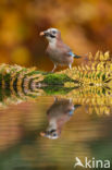 Eurasian Jay (Garrulus glandarius)