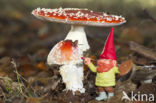 Vliegenzwam (Amanita muscaria)