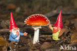 Vliegenzwam (Amanita muscaria)