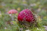 Fly agaric (Amanita muscaria)