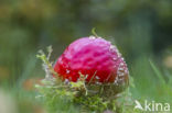 Vliegenzwam (Amanita muscaria)