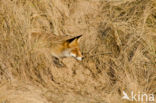 Vos (Vulpes vulpes)