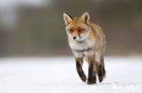 Fox (Vulpes vulpes)