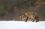 Vos (Vulpes vulpes)