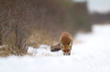 Fox (Vulpes vulpes)
