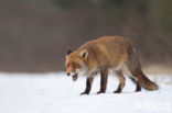 Fox (Vulpes vulpes)