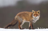 Fox (Vulpes vulpes)