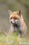 Fox (Vulpes vulpes)