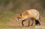 Fox (Vulpes vulpes)