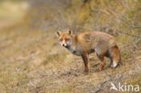 Fox (Vulpes vulpes)