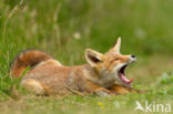 Vos (Vulpes vulpes)