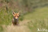 Vos (Vulpes vulpes)