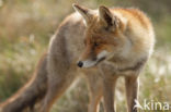 Fox (Vulpes vulpes)