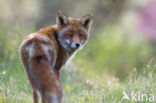 Fox (Vulpes vulpes)