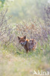 Fox (Vulpes vulpes)