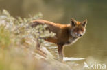 Fox (Vulpes vulpes)