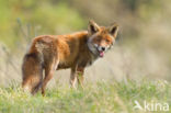 Fox (Vulpes vulpes)