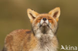 Fox (Vulpes vulpes)