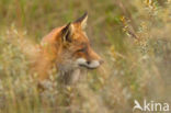 Fox (Vulpes vulpes)