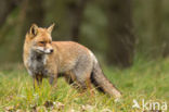 Fox (Vulpes vulpes)