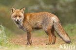 Fox (Vulpes vulpes)