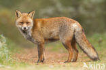 Vos (Vulpes vulpes)