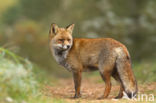 Fox (Vulpes vulpes)