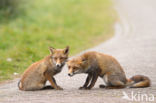 Fox (Vulpes vulpes)