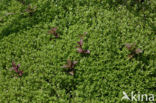 New Zealand Pigmyweed (Crassula helmsii)