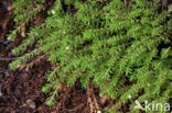 New Zealand Pigmyweed (Crassula helmsii)