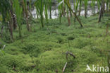 New Zealand Pigmyweed (Crassula helmsii)